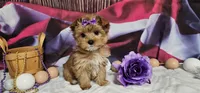 Sammy, a female Yorkshire Terrier for sale in Springfield, MO – Photo 5 of 6