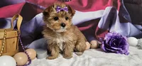Sammy, a female Yorkshire Terrier for sale in Springfield, MO – Photo 6 of 6