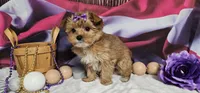 Sammy, a female Yorkshire Terrier for sale in Springfield, MO – Photo 3 of 6