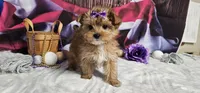 Sammy, a female Yorkshire Terrier for sale in Springfield, MO – Photo 4 of 6