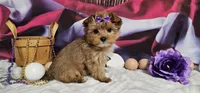 Sammy, a female Yorkshire Terrier for sale in Springfield, MO – Photo 2 of 6