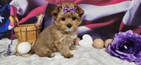 Sammy, a female Yorkshire Terrier for sale in Springfield, MO – Photo 1 of 6