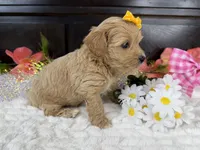 Cassy, a female Havapoo for sale in Springfield, MO – 2 of 10
