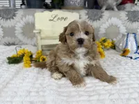 Isaiah , a male Havapoo for sale in Springfield, MO – 3 of 10