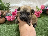 Molly, a female Havanese for sale in Springfield, MO – 7 of 8