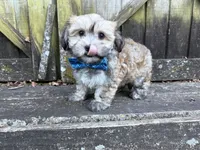 Cole, a male Shichon for sale in Springfield, MO – 6 of 9