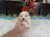 Keeton, a male Aussiedoodle for sale in Springfield, MO – 9 of 9