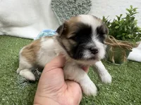 Trent, a male Mal Shi for sale in Springfield, MO – 2 of 10
