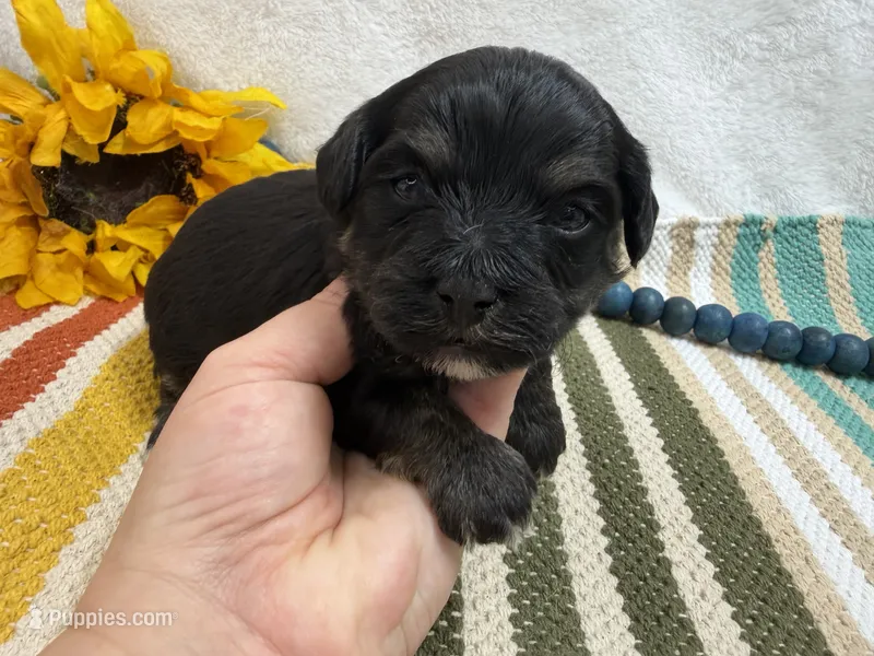 Dexter  – Havanese puppy for sale in Springfield, MO