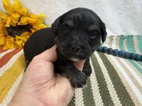 Dexter , a male Havanese for sale in Springfield, MO – 1 of 7