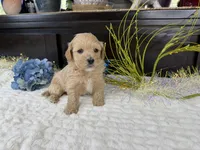 Jax, a male Havapoo for sale in Springfield, MO – 9 of 9
