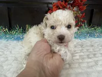 Keeton, a male Aussiedoodle for sale in Springfield, MO – 2 of 9