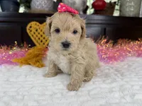 Angle, a female Havapoo for sale in Springfield, MO – 6 of 10