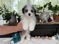 Toy size Conley blue eyes!!!, a male Aussiedoodle for sale in Springfield, MO – 9 of 9