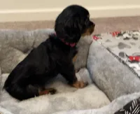 Full AKC Pink Collar, a female Cavalier King Charles Spaniel for sale in Elk Grove, CA – Photo 5 of 8