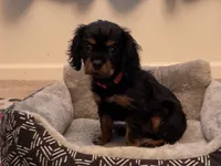 Full AKC Pink Collar, a female Cavalier King Charles Spaniel for sale in Elk Grove, CA – Photo 1 of 8