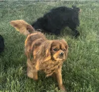 Full AKC Pink Collar, a female Cavalier King Charles Spaniel for sale in Elk Grove, CA – Photo 8 of 8