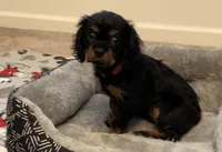 Full AKC Pink Collar, a female Cavalier King Charles Spaniel for sale in Elk Grove, CA – Photo 4 of 8