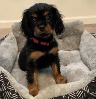 Full AKC Pink Collar, a female Cavalier King Charles Spaniel for sale in Elk Grove, CA – Photo 3 of 8