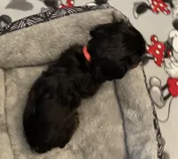 Full AKC Pink Collar, a female Cavalier King Charles Spaniel for sale in Elk Grove, CA – Photo 2 of 8