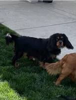 Full AKC Pink Collar, a female Cavalier King Charles Spaniel for sale in Elk Grove, CA – Photo 6 of 8