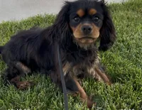 Maximus Full AKC, a male Cavalier King Charles Spaniel for sale in Elk Grove, CA – Photo 6 of 10