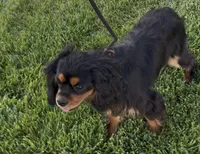 Maximus Full AKC, a male Cavalier King Charles Spaniel for sale in Elk Grove, CA – Photo 8 of 10