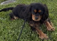 Maximus Full AKC, a male Cavalier King Charles Spaniel for sale in Elk Grove, CA – Photo 9 of 10