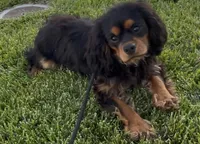 Maximus Full AKC, a male Cavalier King Charles Spaniel for sale in Elk Grove, CA – Photo 5 of 10