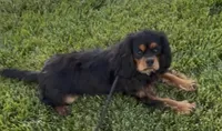 Maximus Full AKC, a male Cavalier King Charles Spaniel for sale in Elk Grove, CA – Photo 3 of 10