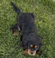 Maximus Full AKC, a male Cavalier King Charles Spaniel for sale in Elk Grove, CA – Photo 10 of 10
