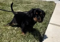 AKC Male, a male Cavalier King Charles Spaniel for sale in Elk Grove, CA – Photo 2 of 10