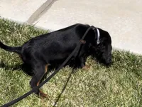 AKC Male, a male Cavalier King Charles Spaniel for sale in Elk Grove, CA – Photo 4 of 10