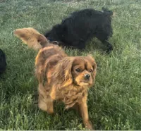 AKC Male, a male Cavalier King Charles Spaniel for sale in Elk Grove, CA – Photo 9 of 10