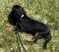 AKC Male, a male Cavalier King Charles Spaniel for sale in Elk Grove, CA – Photo 3 of 10