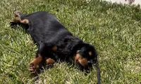 AKC Male, a male Cavalier King Charles Spaniel for sale in Elk Grove, CA – Photo 5 of 10