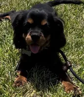 AKC Male, a male Cavalier King Charles Spaniel for sale in Elk Grove, CA – Photo 1 of 10