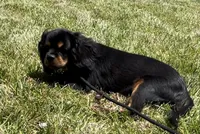 AKC Male, a male Cavalier King Charles Spaniel for sale in Elk Grove, CA – Photo 7 of 10