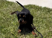 AKC Male, a male Cavalier King Charles Spaniel for sale in Elk Grove, CA – Photo 6 of 10