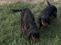 Full AKC Max, a male Cavalier King Charles Spaniel for sale in Elk Grove, CA – 5 of 7