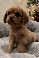 Full AKC Male Orange Collar, a male Cavalier King Charles Spaniel for sale in Elk Grove, CA – Photo 3 of 10