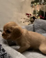 Full AKC Male Orange Collar, a male Cavalier King Charles Spaniel for sale in Elk Grove, CA – Photo 8 of 10