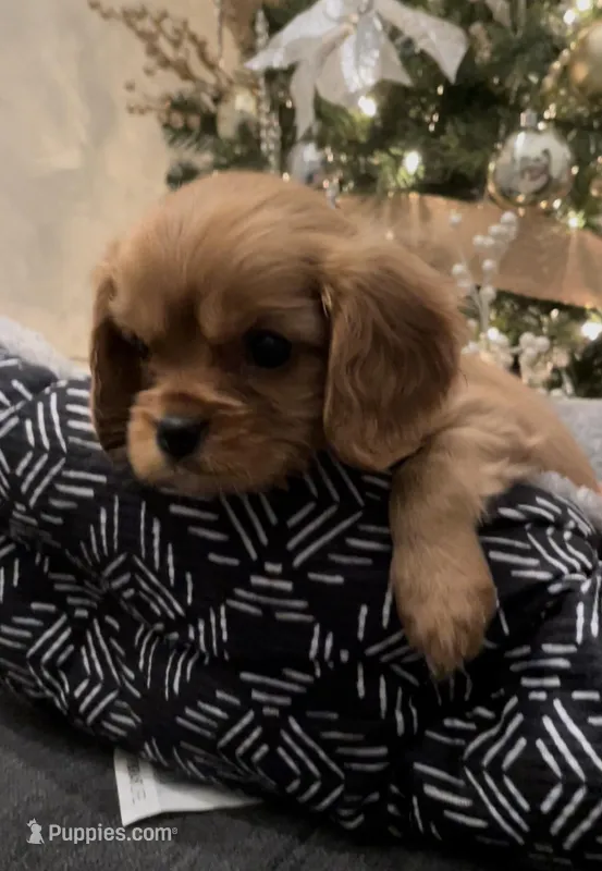 Full AKC Male Orange Collar