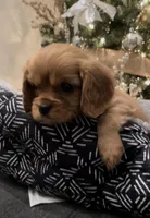 Full AKC Male Orange Collar, a male Cavalier King Charles Spaniel for sale in Elk Grove, CA – Photo 1 of 10
