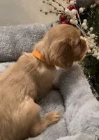 Full AKC Male Orange Collar, a male Cavalier King Charles Spaniel for sale in Elk Grove, CA – Photo 4 of 10