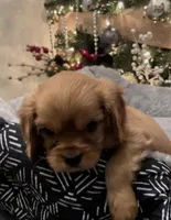 Full AKC Male Orange Collar, a male Cavalier King Charles Spaniel for sale in Elk Grove, CA – Photo 5 of 10