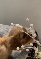 Full AKC Male Orange Collar, a male Cavalier King Charles Spaniel for sale in Elk Grove, CA – Photo 6 of 10