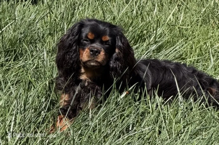 Full AKC Max – Cavalier King Charles Spaniel puppy for sale in Elk Grove, CA