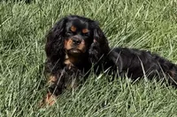 Full AKC Max, a male Cavalier King Charles Spaniel for sale in Elk Grove, CA – 1 of 4