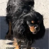 Full AKC Available, a female Cavalier King Charles Spaniel for sale in Elk Grove, CA – Photo 6 of 9